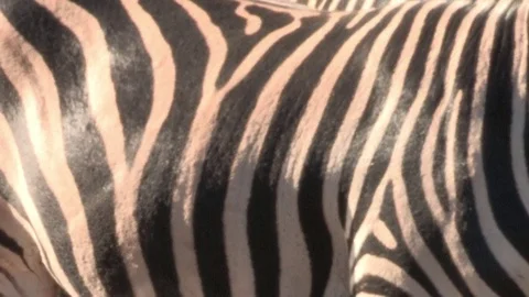 Zebra standing still in sun Video stock 84744322