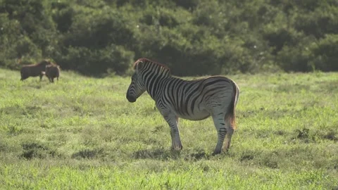 Zebra Standing Still with Warthogs in Background Stock Footage 309167428