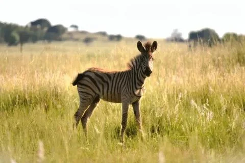 Zebra standing in tall grass on open plain during daytime Stock Photos