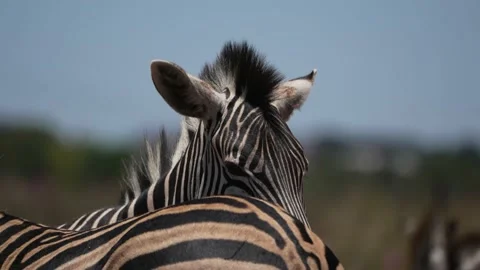 Zebra standing together in the midday sun pushing through the heat Stock Footage 231333778