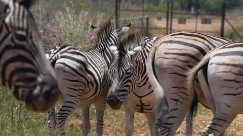 Zebra standing together in the midday sun pushing through the heat with its head Stock Footage 231333812