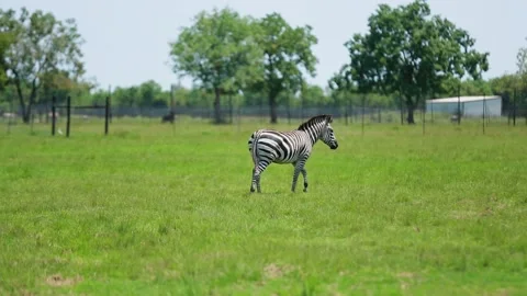 A zebra standing on top of a grass covered field Stock Footage 155403364