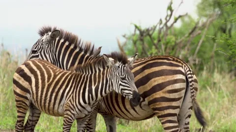 A zebra standing on top of a grass covered field Stock Footage 155404813