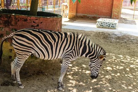 Zebra standing under shade at Chattogram Zoo on a sunny day Stock Photos