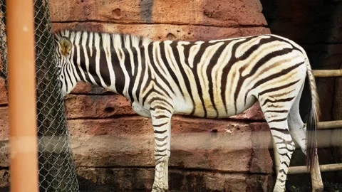 Zebra Standing in Zoo Enclosure Stock Footage 328485526