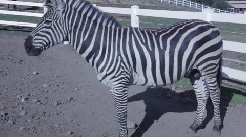 Zebra stands 스톡 동영상 50234080