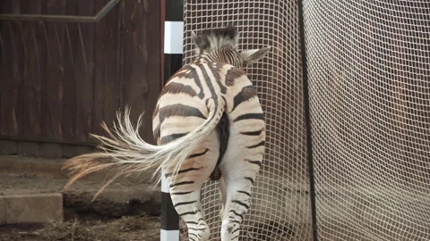 Zebra stands with its back to camera and flaps its tail while resting. Vídeo Stock 310008923