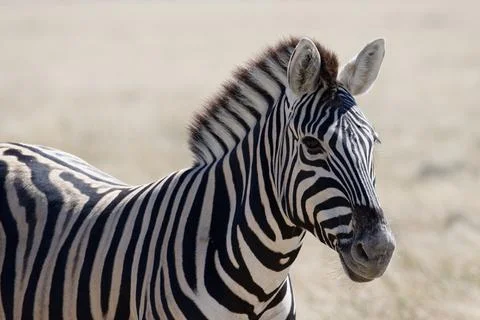 A zebra stands proudly, side on to the camera with its ears forward. Foto stock