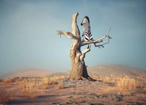 Zebra stands on thin branch of withered tree in surreal landscape. Stock Illustration