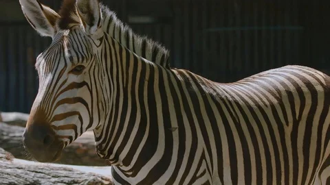 Zebra stands, turns its head and looks at the camera. Close-up. 4K Footage. Stock Footage 119311322