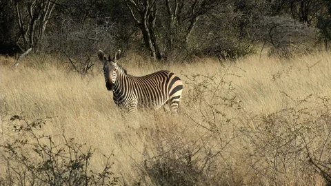 Zebra Staring and the wind is blowing long grass around it [HD] Stockbeeldmateriaal 123274154
