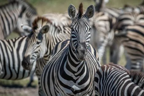 Zebra starring at the camera in Chobe. 스톡 사진