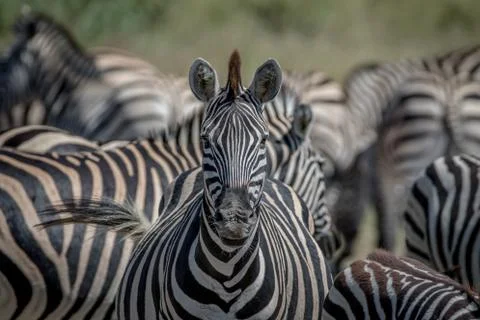 Zebra starring at the camera in Chobe. Stock Photos