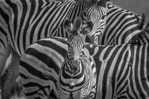 Zebra starring at the camera in Chobe. Stock Photos
