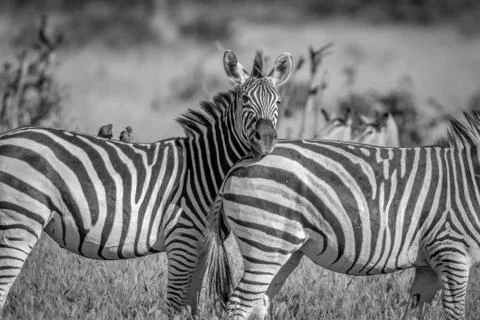 Zebra starring at the camera in Chobe. Stock Photos