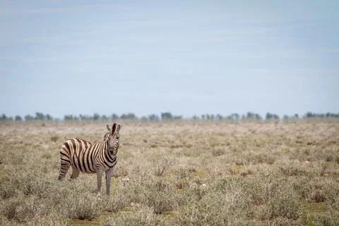 Zebra starring at the camera. Stock Photos