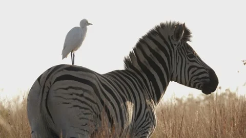 Zebra startles perching cattle egret when it starts walking in sunset 스톡 동영상 155788383