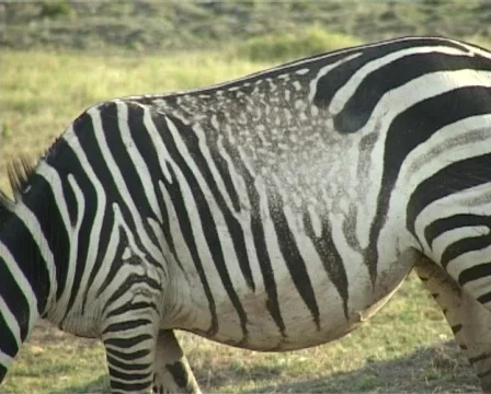 Zebra with a strange patterns of stripes Stock Footage 446182