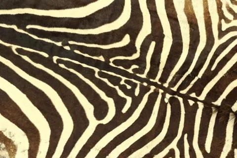 Zebra striped pattern, texture of real leather for your design Stock Photos