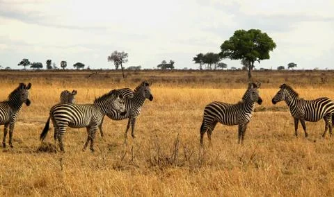 Zebra striped Stock Photos
