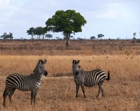 Zebra striped Stock Photos