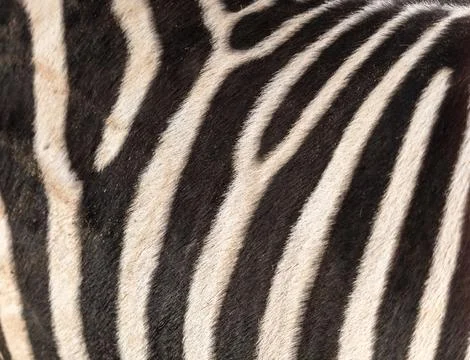 Zebra stripes as an abstract background. Texture Stock Photos