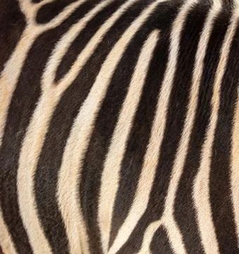 Zebra stripes as an abstract background. Texture Stockfoto's
