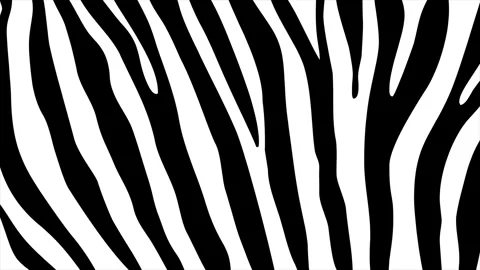 Zebra stripes background on a seamless loop Stock Footage 303167906