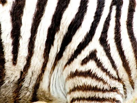 Zebra stripes up close A close view of the stripes of a young zebra with f... Stock Photos