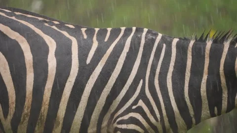Zebra Stripes Close-Up in Heavy Rain Stock Footage 333696130