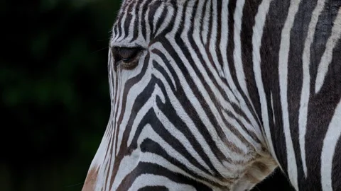 Zebra stripes close up, observing the unique pattern of a majestic animal Stock Footage 307421549
