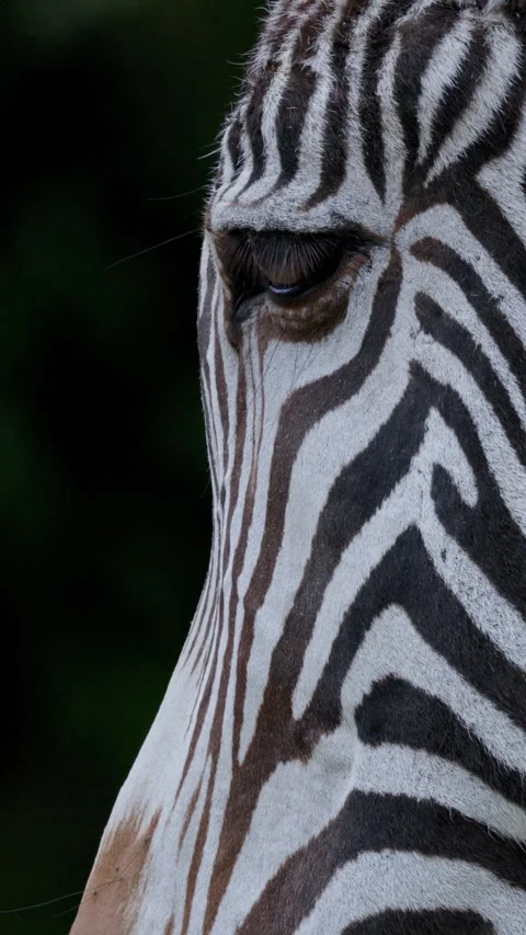 Zebra stripes close up, observing the unique pattern of a majestic animal Stock Footage 327646695