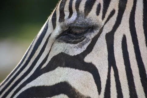 Zebra Stripes Close-Up Pattern Wildlife Animal Photography Stock Photos