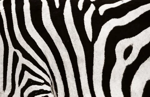 Zebra Stripes Closeup Stock Photos