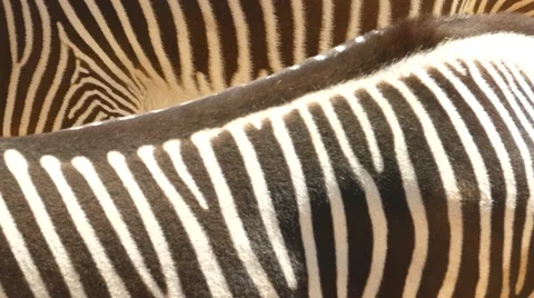 Zebra stripes Stock Footage 49852007
