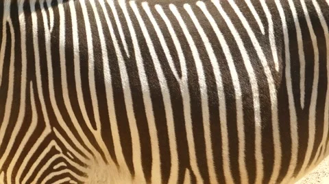 Zebra stripes Stock Footage 49852058