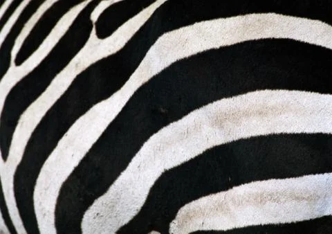 Zebra stripes, full frame, close-up Stock Photos