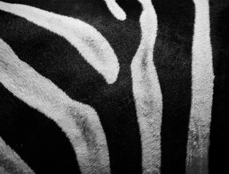 Zebra stripes Stock Photos