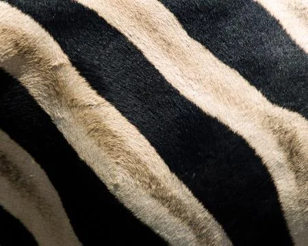 Zebra stripes 스톡 사진