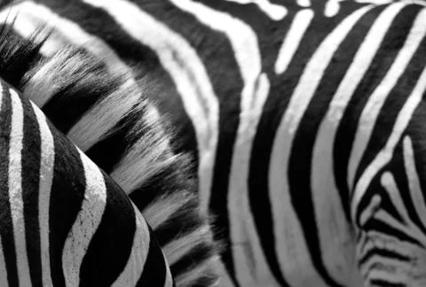 Zebra stripes Stock Photos
