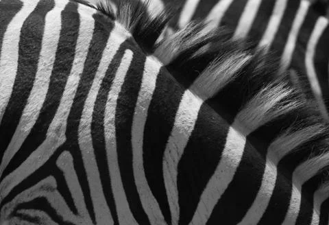 Zebra stripes Foto stock