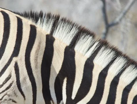 Zebra Stripes 스톡 사진