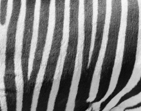 Zebra stripes Foto stock