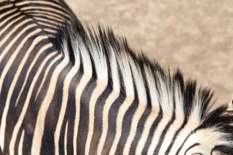 Zebra stripes Stock Photos
