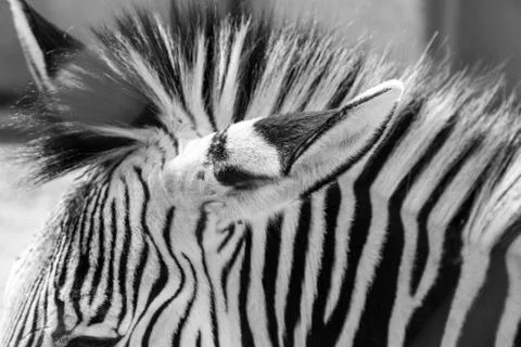 Zebra stripes Foto stock