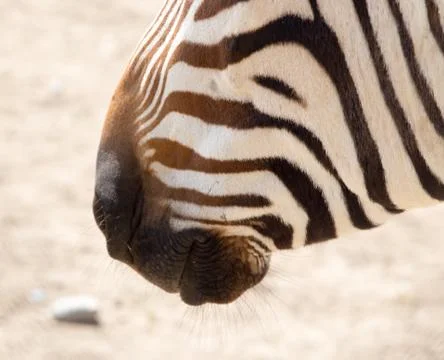Zebra stripes Foto stock