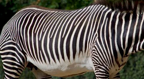 Zebra Stripes 库存照片