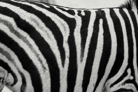 Zebra Stripes Foto stock