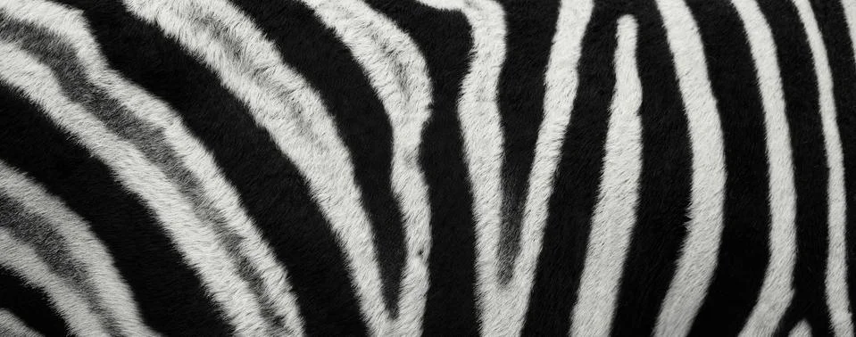 Zebra Stripes Stock Photos
