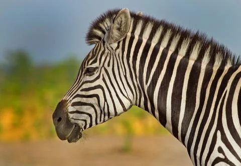 Zebra stripes 写真素材